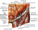 Anatomie: buikwand,rug,rugspier,buikspier,musculus obliquus,musculus transversus,musculus rectus,Poupart,ligamentum inguinalis,lattisimus dorsi,a. epigastrica,serratus anterior,trapezius,gluteus,teres major,teres minor,rhomboideus,supraspinatus,infraspinatus,levetor scapulae